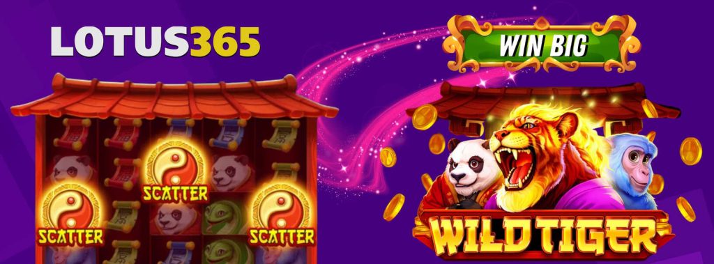 Wild Tiger Slot Review on Lotus365 2 Play Wild Tiger Slot